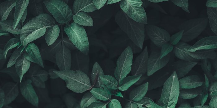 1000x1778 750+ Leaves Pictures | Download Free Images on Unsplash