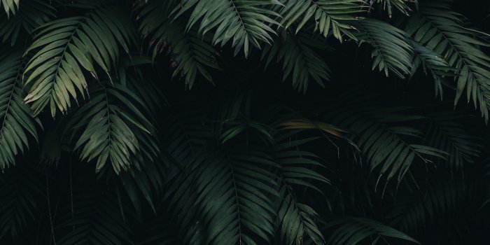 3840x2400 oc25-summer-tree-leaf-vacation-green-nature-wallpaper