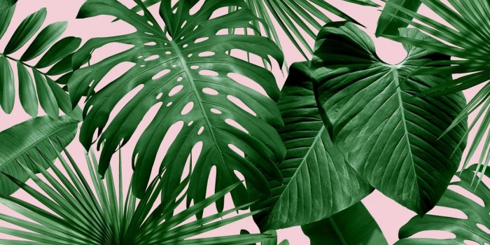 1280x910 Wild Thing · Flavor Paper