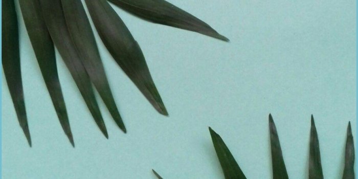 890x1583 Aesthetic Leaves Wallpapers - Aesthetic Leaves Wallpaper |  Neat