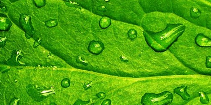 1080x1920 Android Wallpaper HD Green Leaf - 2021 Android Wallpapers