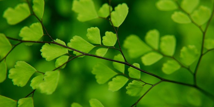 1920x1080 Leaf Wallpaper HD Free Download - PixelsTalk.Net