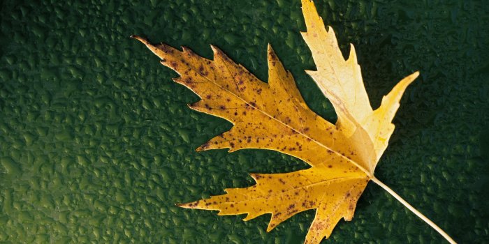 1920x1200 Fall Leaf Wallpaper #6872881