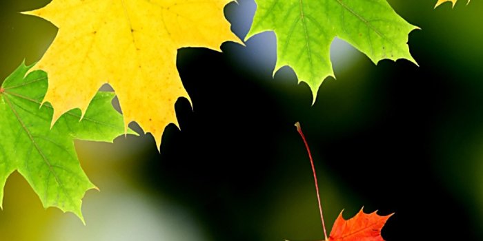 1080x1920 Colorful Leaves Wallpaper - KoLPaPer - Awesome Free HD Wallpapers