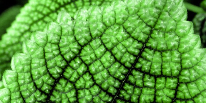 1080x1920 Green Leaf Wallpaper For Android - 2021 Android Wallpapers