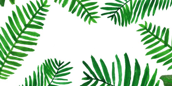 1920x1080 24+ Tropical Palm Leaf