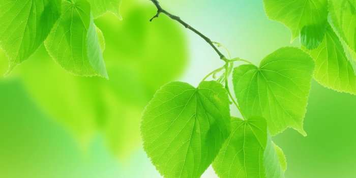 2560x1600 Leaf s wallpaper | 2560x1600 | #70573