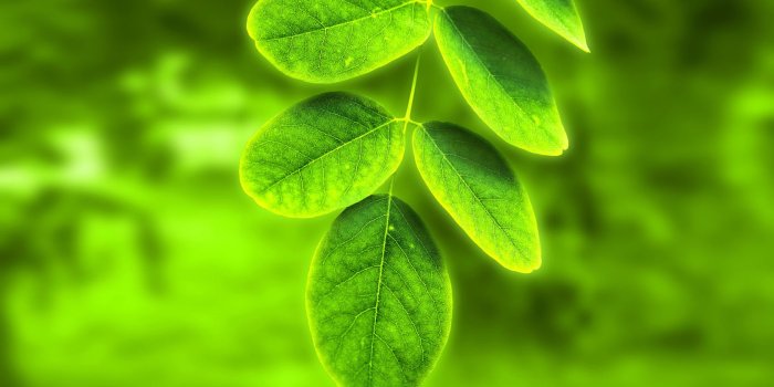 1680x1050 Free download leaf Wallpapers Green leaf Backgrounds Green leaf HD  Wallpapers [1680x1050] for your Desktop, Mobile & Tablet | Explore 67+ Wallpaper  Leaves | Fall Leaves Wallpaper Desktop, Autumn Leaves Wallpaper, Leaf