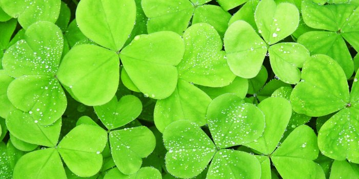 1366x768 Leaf s wallpaper | 1366x768 | #2973