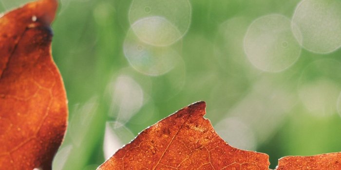 1440x2560 Maple Leaf in Grass Wallpaper - iPhone, Android & Desktop Backgrounds