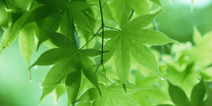 1920x1200 Leaf Backgrounds HD - PixelsTalk.Net