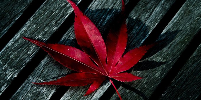 2048x2048 Single Leaf Wallpapers - Top Free Single Leaf Backgrounds - WallpaperAccess