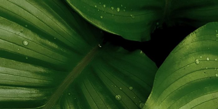 1125x2436 Best Leaf iPhone X HD Wallpapers - iLikeWallpaper