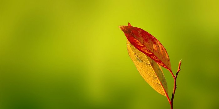 1600x900 Leaf Wallpapers 27344 1600x900px