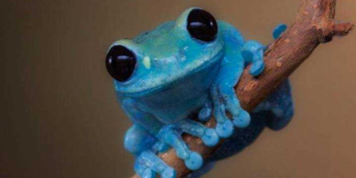 720x1280 Frog Wallpaper - iXpap