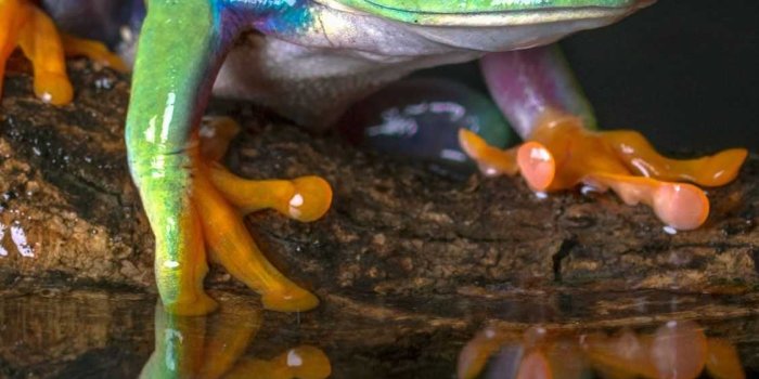 1125x2436 Frog Wallpaper - EnJpg