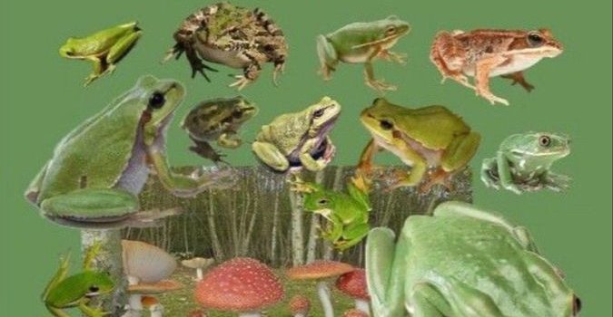 675x1200 Aesthetic Frog Wallpapers