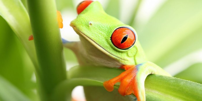 1366x820 Green Frog Wallpaper Mural Art | Marmalade Art