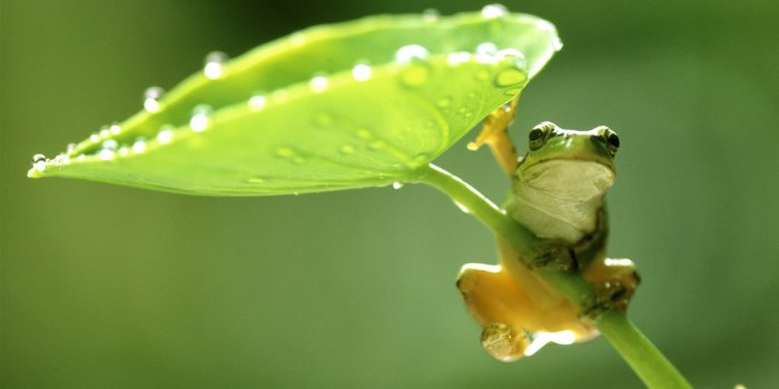 1920x1080 Frog Wallpaper #6989520