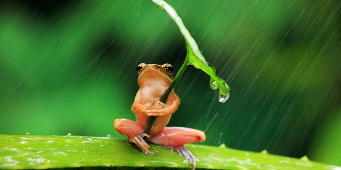 1920x1200 390+ Frog HD Wallpapers | Background Images