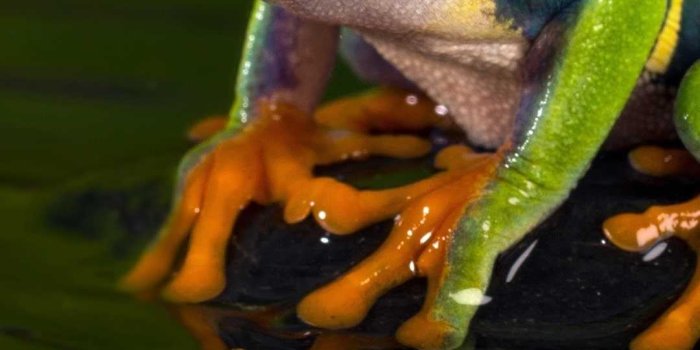 1080x1920 Frog Wallpaper - EnJpg