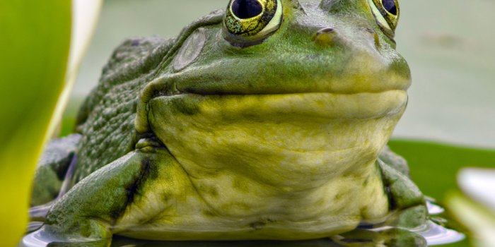 1440x2560 Samsung Galaxy S7 Frog Wallpaper​ | Gallery Yopriceville - High-Quality  Images and Transparent PNG Free Clipart