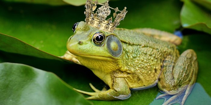 2048x2048 Cute Frog Wallpaper For Ipad Air - 2048x2048 Wallpaper - teahub.io