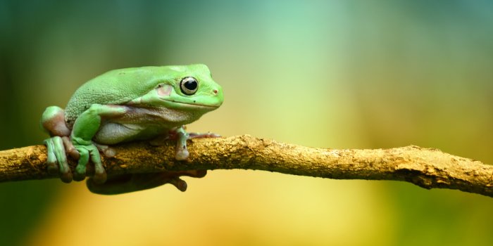 3840x2160 Green Frog Wallpaper - iPhone, Android & Desktop Backgrounds