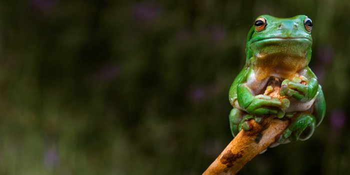 1920x1080 Frog HD Wallpaper | 1920x1080 | ID:45263
