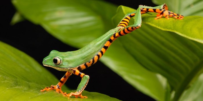 3840x2160 390+ Frog HD Wallpapers | Background Images