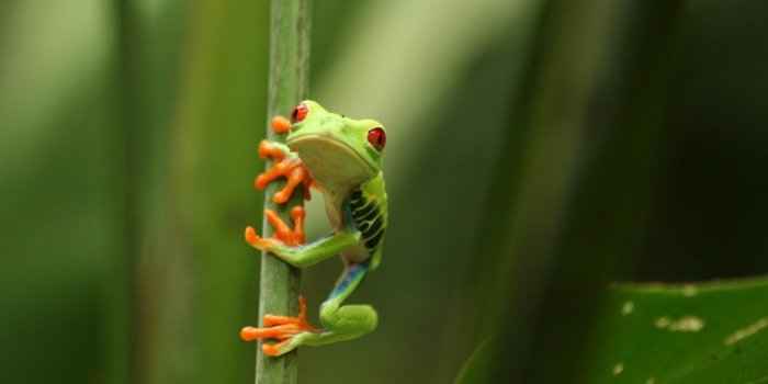 2048x1365 Frog Wallpapers - Top Free Frog Backgrounds - WallpaperAccess