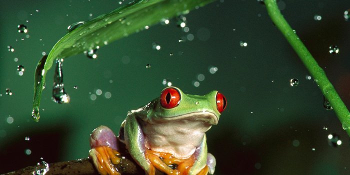 1024x1024 71+] Tree Frog Wallpaper on WallpaperSafari