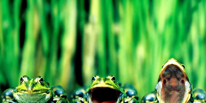 1200x900 Chorus frog wallpapers HD | Download Free backgrounds