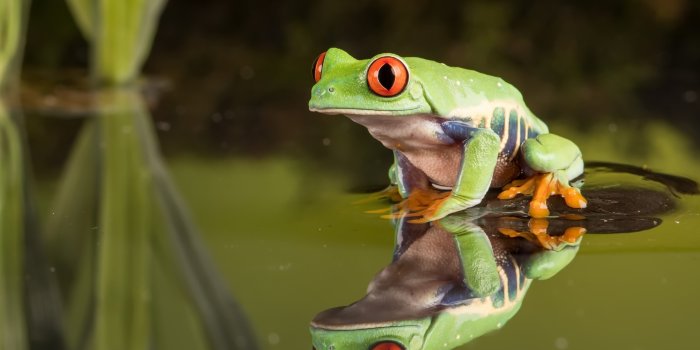 2560x1440 2560x1440 Frog 1440P Resolution HD 4k Wallpapers, Images, Backgrounds,  Photos and Pictures