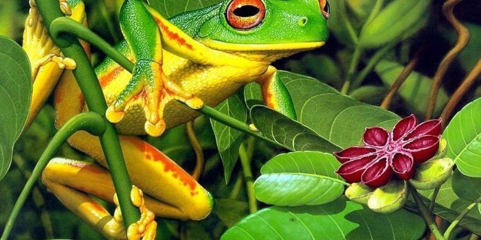 1024x768 Frog Wallpapers FREE Pictures on GreePX