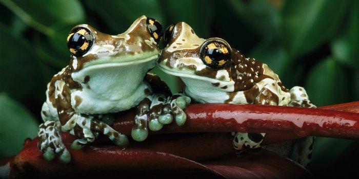 1920x1080 Frog Wallpaper 50805 1920x1080px