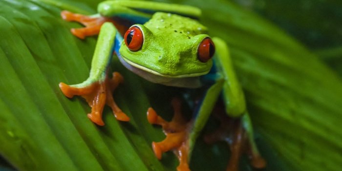 1920x1080 Free Tree Frog Wallpapers