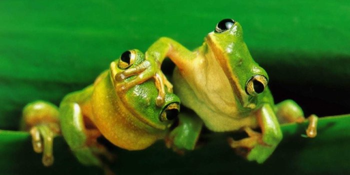 1600x1200 Frog Wallpaper - NawPic