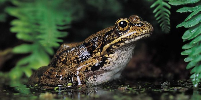 1600x1200 Frog Wallpaper - KoLPaPer - Awesome Free HD Wallpapers