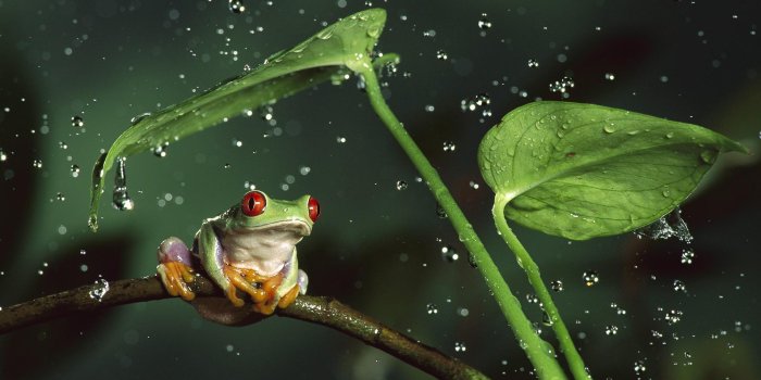 1920x1080 Frog Wallpapers and HD Backgrounds free download on PicGaGa