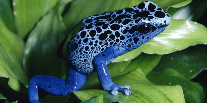 1600x1200 Frog Wallpaper - Animals Town