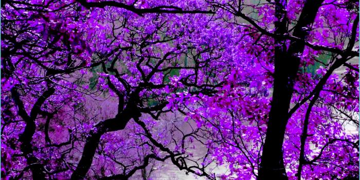 1862x1164 Best 11+ Violet Backgrounds For Desktop On HipWallpaper - Purple Desktop  Wallpaper | Neat