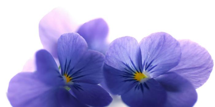 1920x1200 Violet wallpapers HD for desktop backgrounds