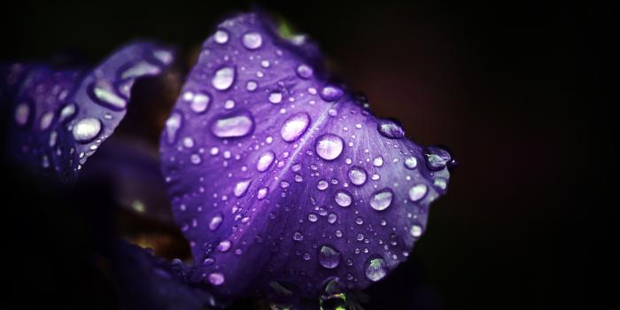 2560x1600 Violet wallpapers | Violet stock photos