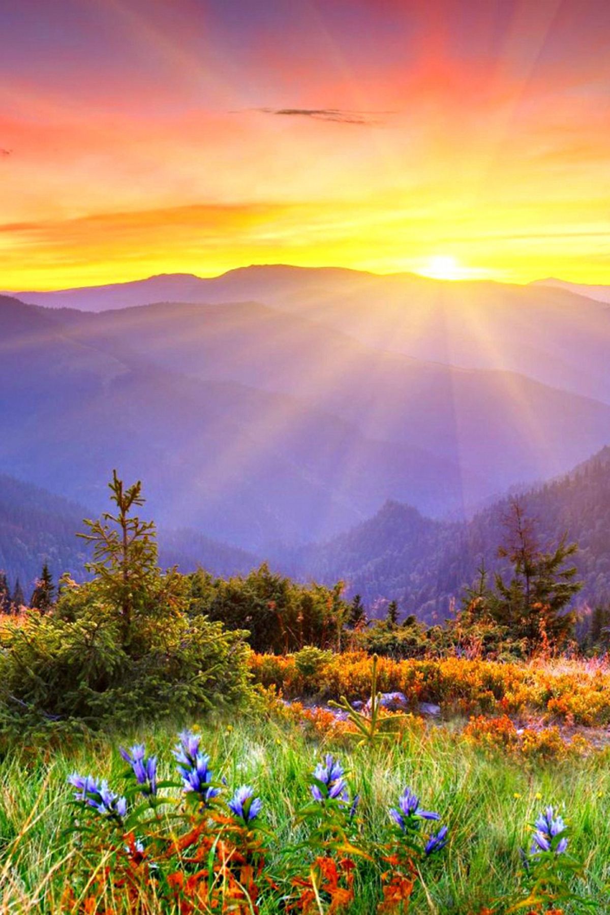 1200x1800 Beautiful flowers and sunshine good morning images mobile wallpaper  #Natural #Beau… | Beautiful nature wallpaper hd, Sunrise wallpaper,  Beautiful photography nature