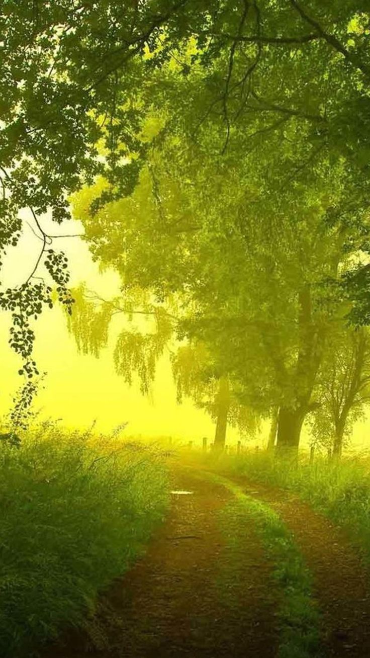736x1308 Nature Country Morning Path iPhone 6 Wallpaper Download | iPhone Wallpapers,  iPad wallpapers One-stop Download | Iphone 5s wallpaper, Nature, Forest path