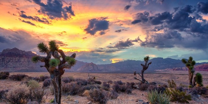 1332x850 Wallpaper USA, sky, desert, landscape, nature, sunset, mountains, clouds,  rocks, Nevada, canyon, cactus images for desktop, section природа - download
