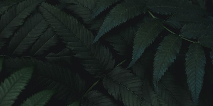 1000x1778 500+ Dark Green Pictures | Download Free Images on Unsplash