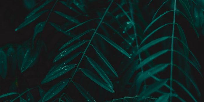 1000x1500 Dark Green Wallpaper Pictures | Download Free Images on Unsplash