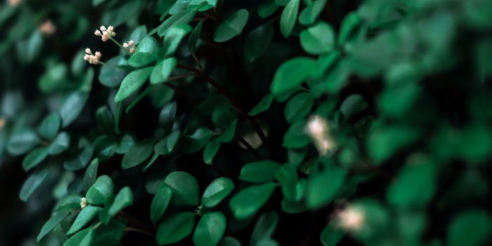 1000x1500 Dark Green Wallpaper Pictures | Download Free Images on Unsplash